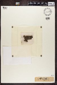 Trapeliopsis granulosa image