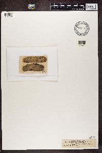 Media resource of Biatora ambigua