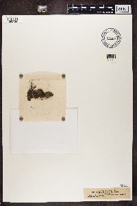 Lecidea arctica image