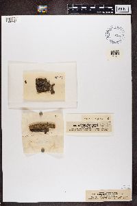 Rinodina trevisanii image