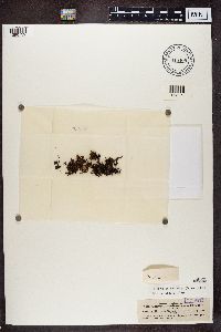 Cetraria aculeata image