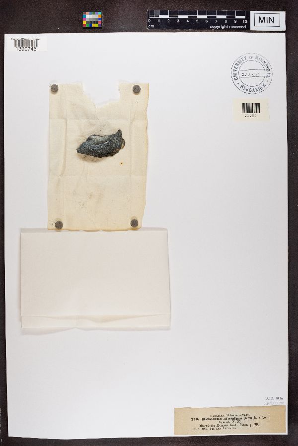 Rinodina aterrima image