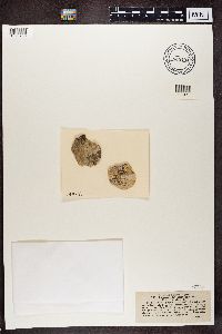 Lecanactis abietina image