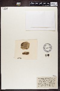 Arthonia marmorata image