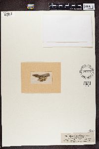 Media resource of Bilimbia accedens