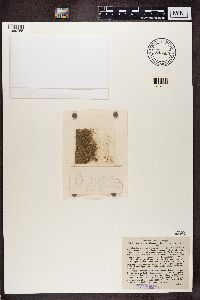 Media resource of Lecania cesatii