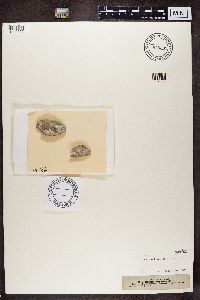 Biscogniauxia repanda image