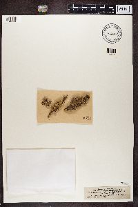 Hypogymnia physodes image