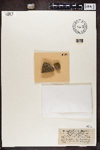 Athallia vitellinula image