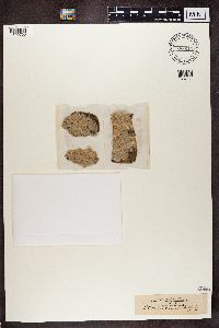 Phlyctis argena image