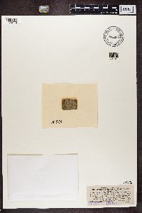 Arthonia dispersa image