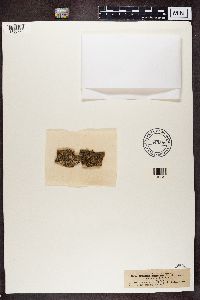thumbnail image of current specimen