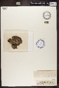 Arthonia marmorata image