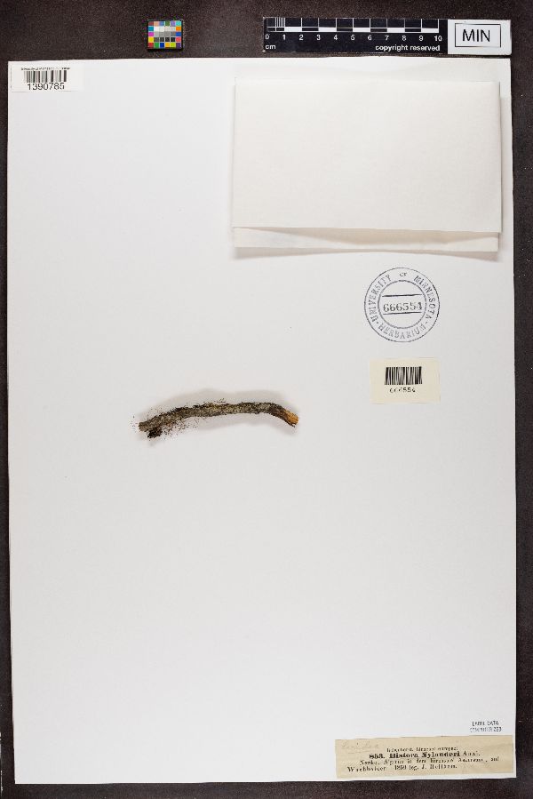 Lecidea nylanderi image