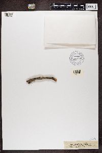 Image Associated With the Occurrence