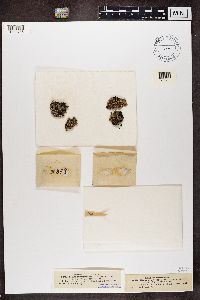 Stereocaulon evolutum image