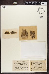 Megalaria grossa image