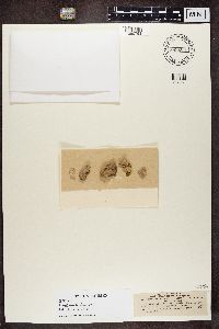 Diploschistes scruposus image