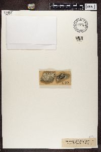 Thumbnail image of current specimen