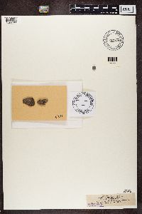 Arthonia atra image