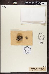 Diplotomma alboatrum image