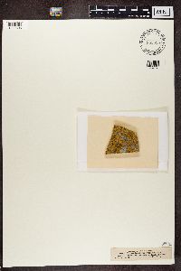 Caloplaca decipiens image