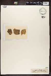 Lecanora intumescens image