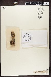 Aspicilia cinerea image