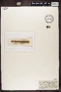 Arthonia punctiformis image