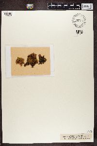 Pseudocyphellaria aurata image