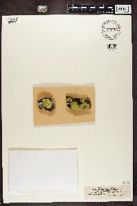 Rhizocarpon geographicum image