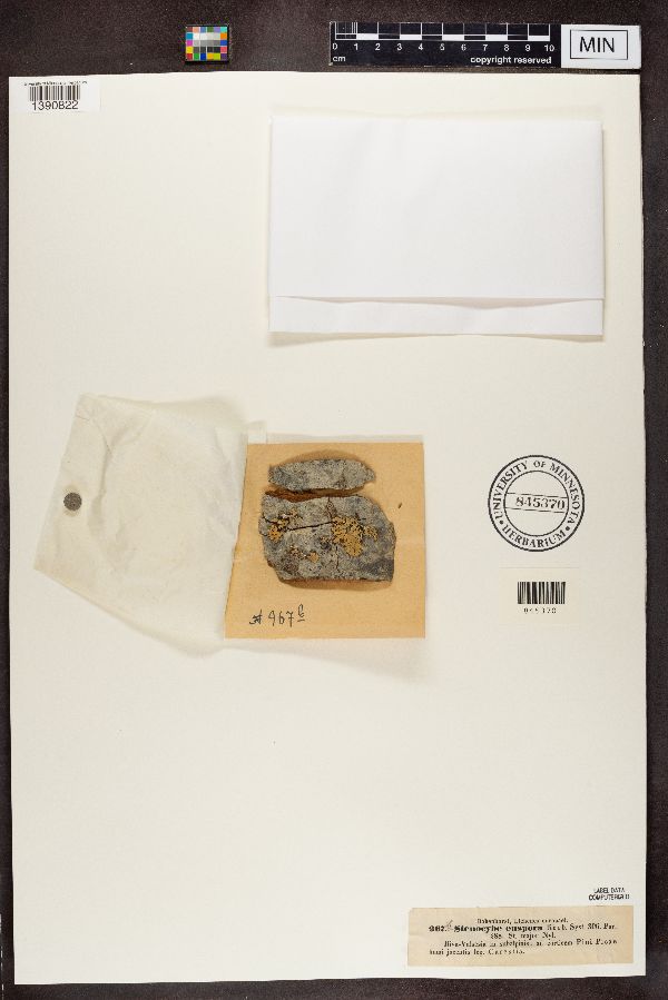 Stenocybe septata image