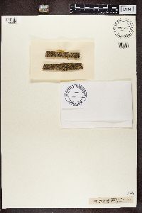 Arthonia atra image