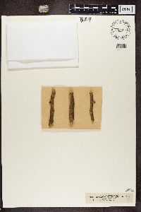 Arthopyrenia analepta image