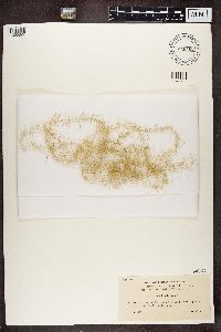 Usnea longissima image