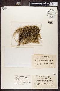 Usnea diplotypa image