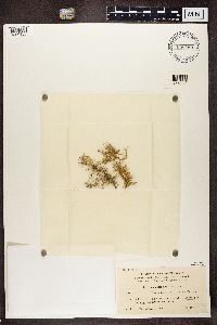 Usnea glabrata image