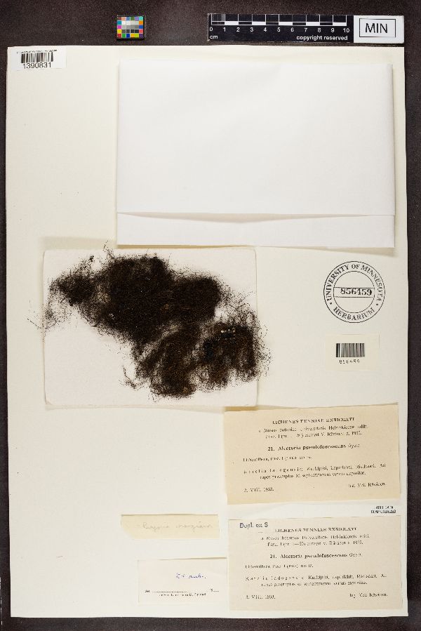 Bryoria fuscescens f. fuscescens image