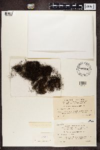 Bryoria fuscescens image