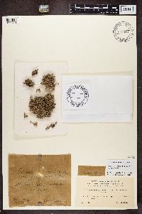 Stereocaulon paschale image