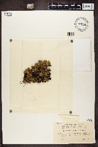 Protoparmeliopsis muralis image