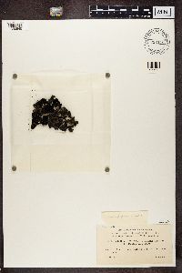 Phaeophyscia orbicularis image