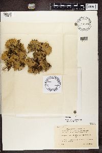 Media resource of Peltigera praetextata