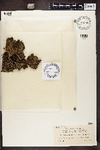 Cladonia strepsilis image