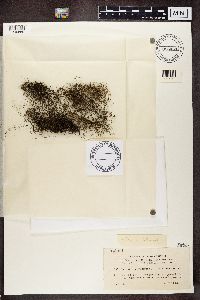 Pseudephebe pubescens image