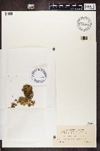 Ramalina fastigiata image