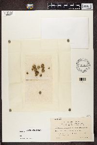 Ramalina pollinaria image