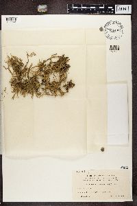 Ramalina siliquosa image