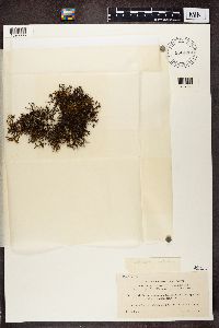 Cetraria aculeata image