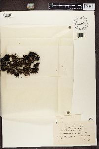 Platismatia glauca image